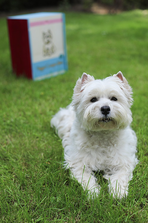 executive_westie_maggie_ueber_mich_500px